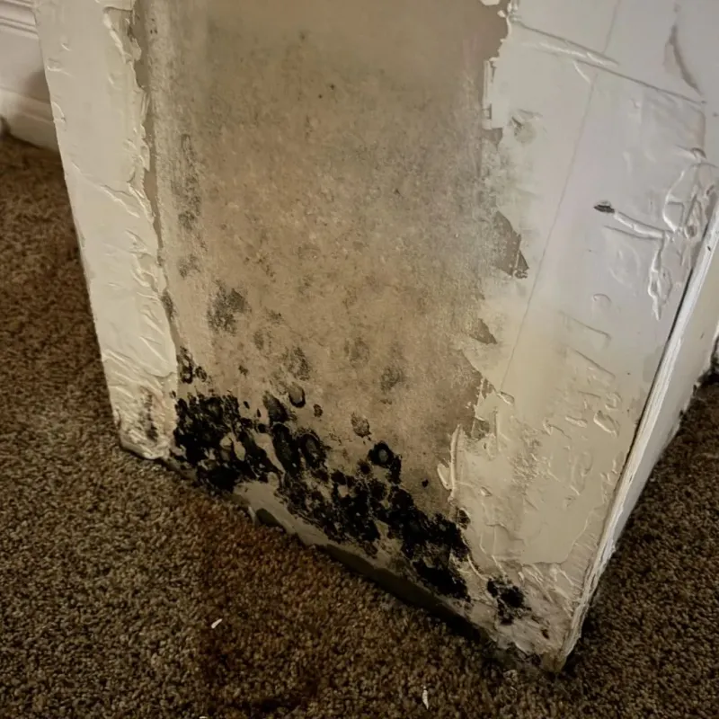 Professional Mold Removal in Warsaw, KY